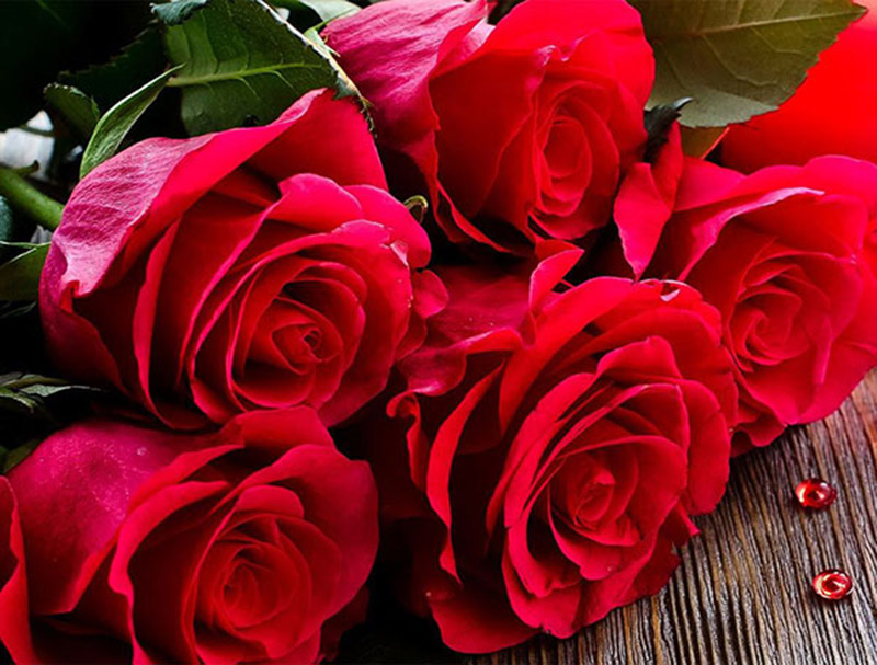 Hoa hồng vẫn luôn là loài hoa vĩnh cửu, thể hiện tấm lòng của các chàng trai